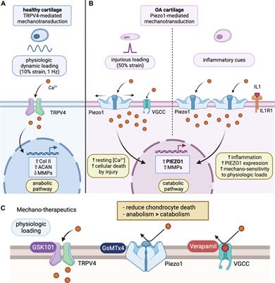 The Role of Mechanically-Activated Ion Channels Piezo1, Piezo2, and TRPV4 in Chondrocyte Mechanotransduction and Mechano-Therapeutics for Osteoarthritis